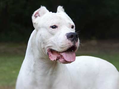 Dogo Argentino